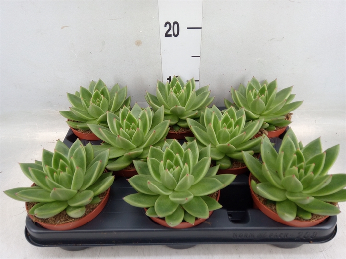 <h4>Echeveria  'Miranda'</h4>