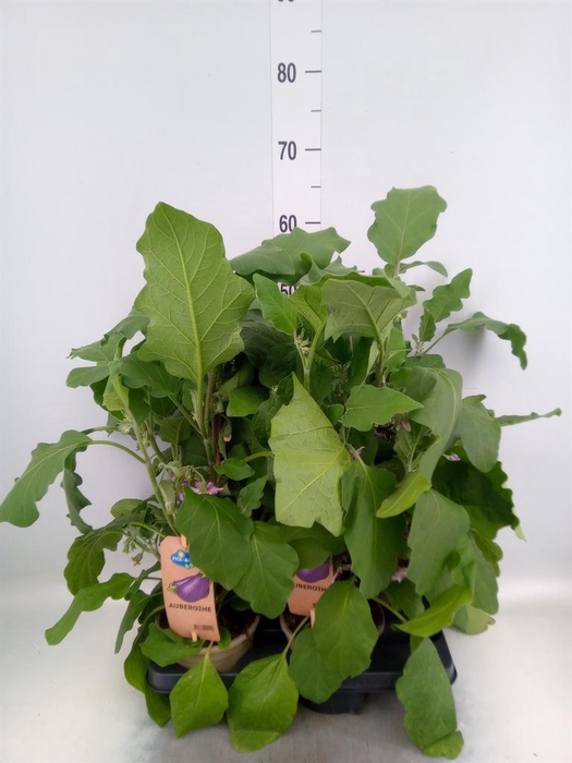 <h4>Solanum melongena  ...Aubergine</h4>