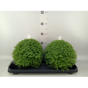 Soleirolia soleirolii   ...green