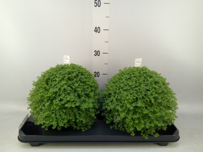 <h4>Soleirolia soleirolii   ...green</h4>