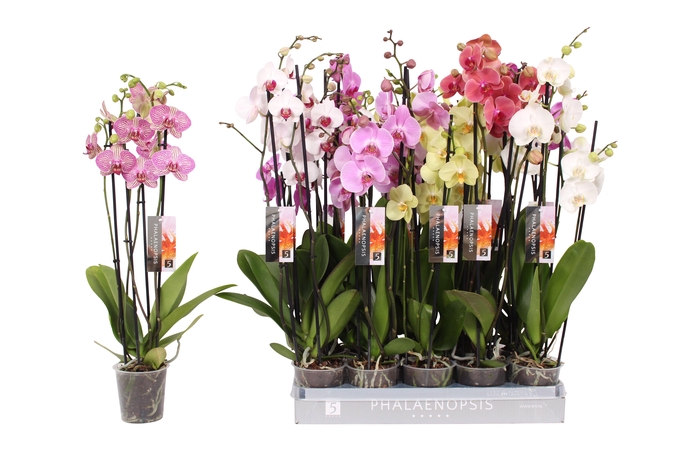 <h4>Phalaenopsis 7 color mix, 4-spike 25+</h4>