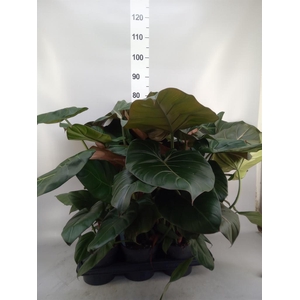 Philodendron   ...