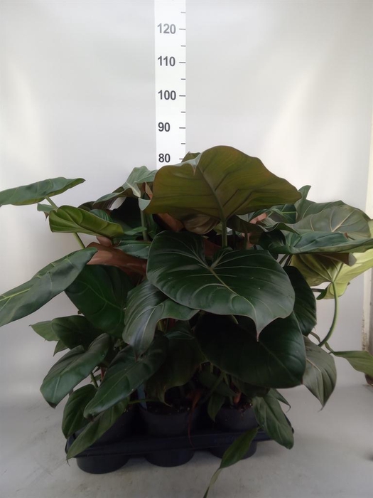 <h4>Philodendron   ...</h4>