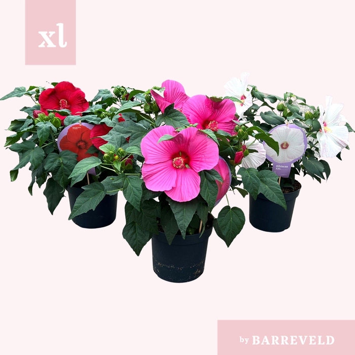 <h4>Hibiscus XXL mixtray</h4>