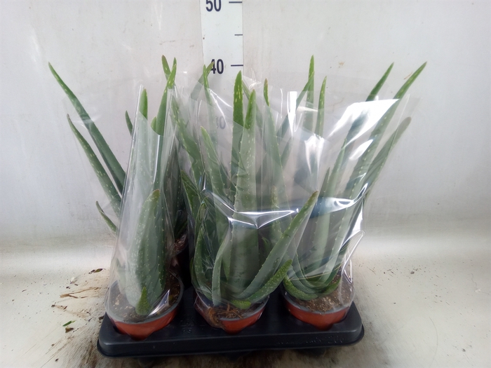 <h4>Aloe vera</h4>