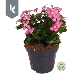 Catharanthus Soirée Pink