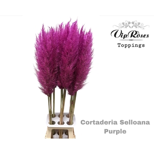 CORTADERIA SELLOANA PURPLE