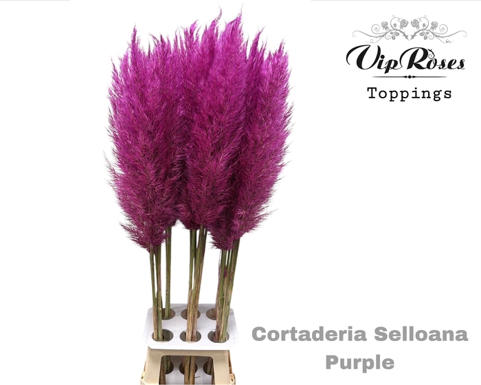 <h4>Cortaderia Selloana Purple</h4>