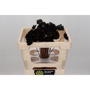 Cosmos Black Beauty Promo