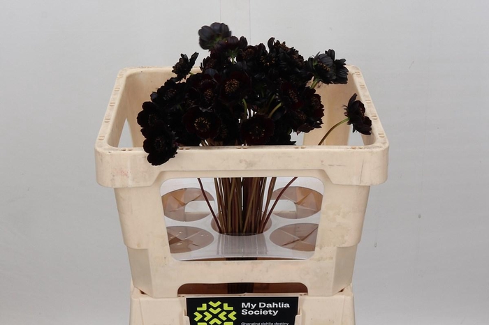 <h4>Cosmos Black Beauty Promo</h4>