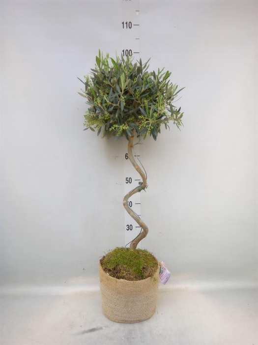 <h4>Arr.   Tuinplanten H%</h4>