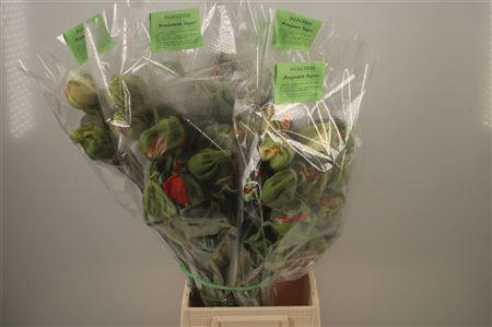 <h4>Papaver Mix Super B Per Stem</h4>