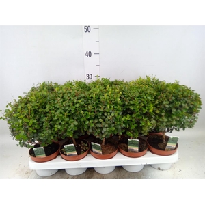 Myrsine africana