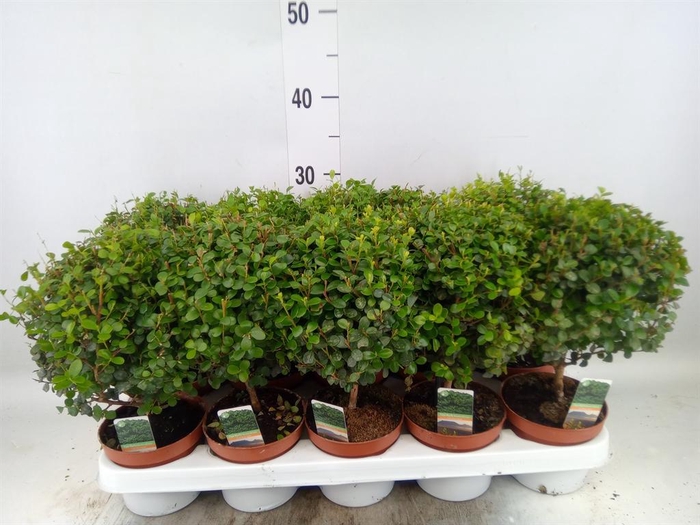 <h4>Myrsine africana</h4>