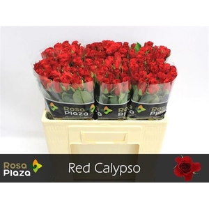 R KL RED CALYPSO