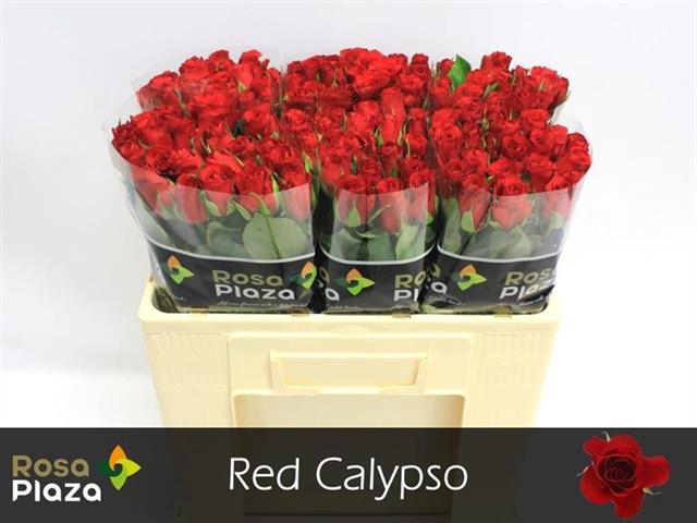 R KL RED CALYPSO