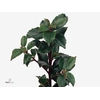 ILEX BL M BLU FANTAS