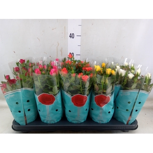 Rosa  'Star Roses'   ...mix 4
