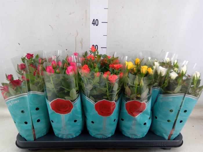 <h4>Rosa  'Star Roses'   ...mix 4</h4>