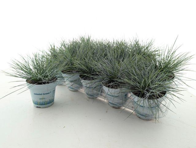 <h4>FEST GL COMPACT BLUE</h4>