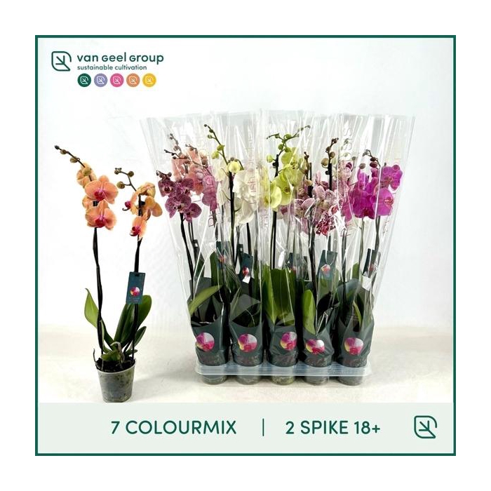 <h4>2-tak 18+ 7 Colourmix</h4>