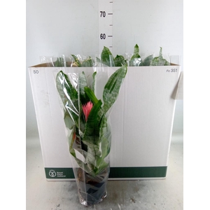 Aechmea fasciata 'Primera'