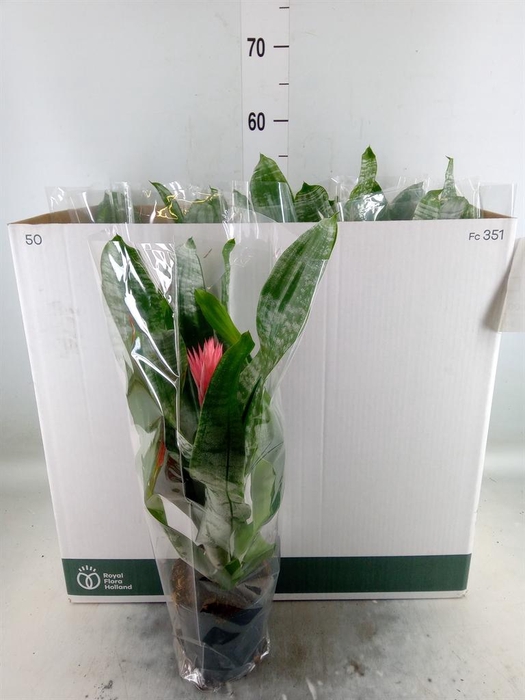 <h4>Aechmea fasciata 'Primera'</h4>