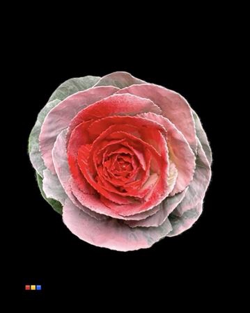 <h4>Brassica Pink - Red</h4>