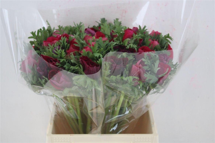 <h4>Anem Mistral Super Cenere</h4>