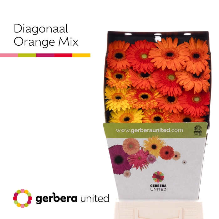 Gerbera Mix Orange Diamond