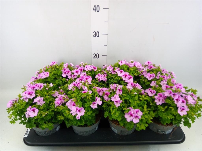 <h4>Pelargonium gran.   ..</h4>