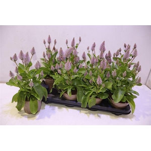 arr8 Ptilotus Ex Joey