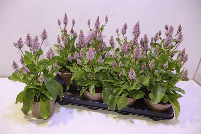 <h4>Ptilotus Ex Joey</h4>