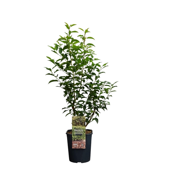 <h4>Prunus lusitanica 'Angustifolia' 70-80 cm c5 haag</h4>