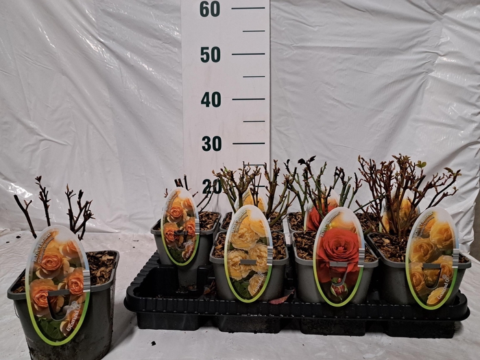 <h4>ROSA FL SELECT GEM</h4>