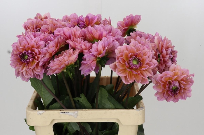 <h4>Dahlia Dalmuti Jester</h4>