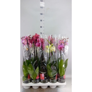 Phalaenopsis   ...mix