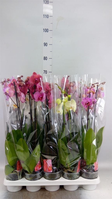 <h4>Phalaenopsis   ...mix</h4>