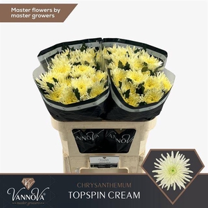CHR G TOPSPIN CREAM