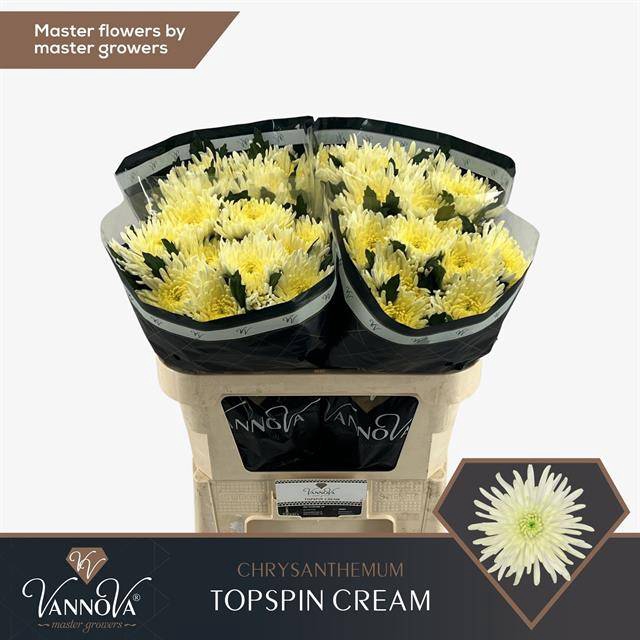 <h4>CHR G TOPSPIN CREAM</h4>