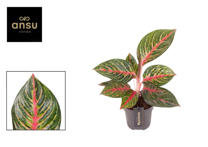 <h4>Aglaonema Olive Red</h4>