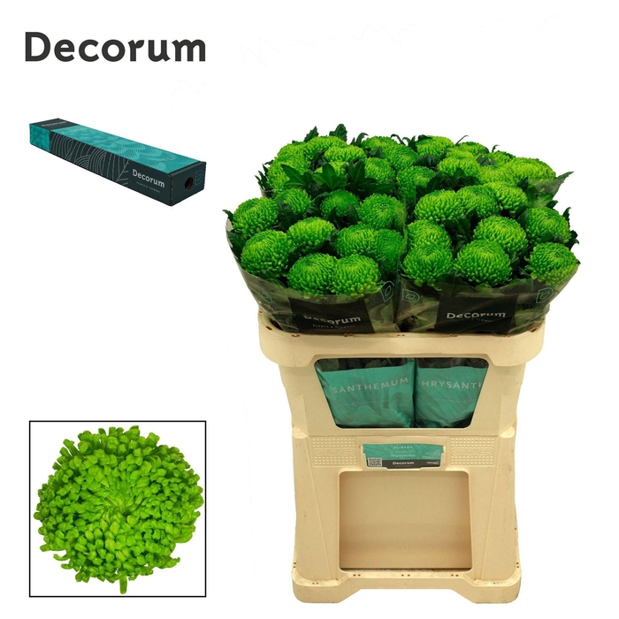 <h4>CHRYSANTHEMUM PL 'ALEMANI'</h4>