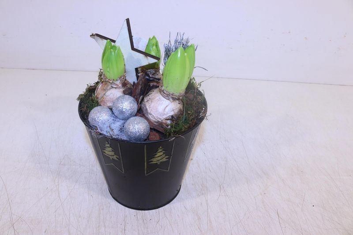 <h4>ARR HYACINTH</h4>