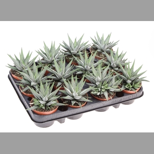 Haworthia fasciala 'Concolor'