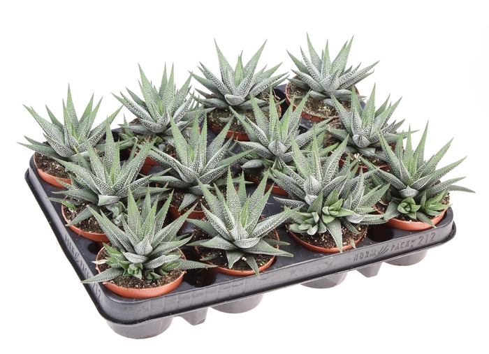 <h4>Haworthia fasciala 'Concolor'</h4>