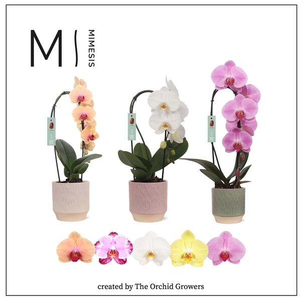 <h4>Mimesis Phal. Flow Mix - 1 spike 12cm in Luna mix ceramic</h4>