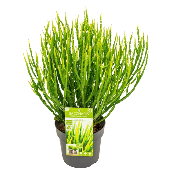 <h4>Baccharis Green Coral</h4>