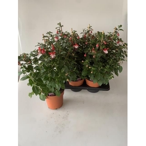 FUCHSIA OV