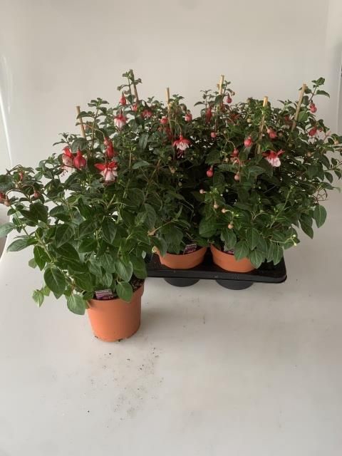 <h4>FUCHSIA OV</h4>