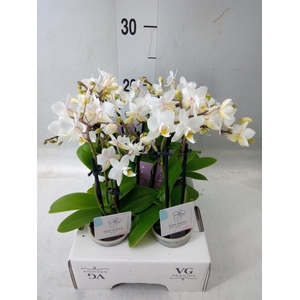 Phalaenopsis   ...mini